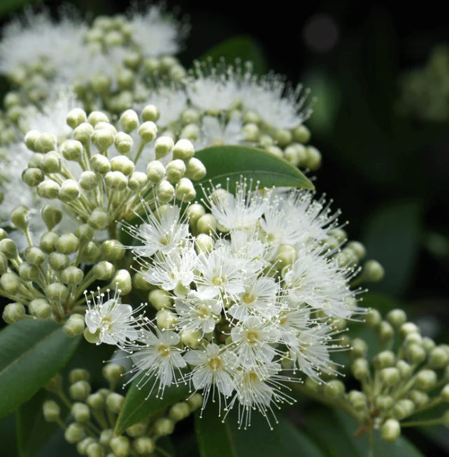 Natural Approach - Vegan Lip Balm - Lemon Myrtle - 10g